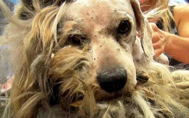 Benji, il cagnolino che non si fidava di nessuno, è riuscito ad accettare un aiuto