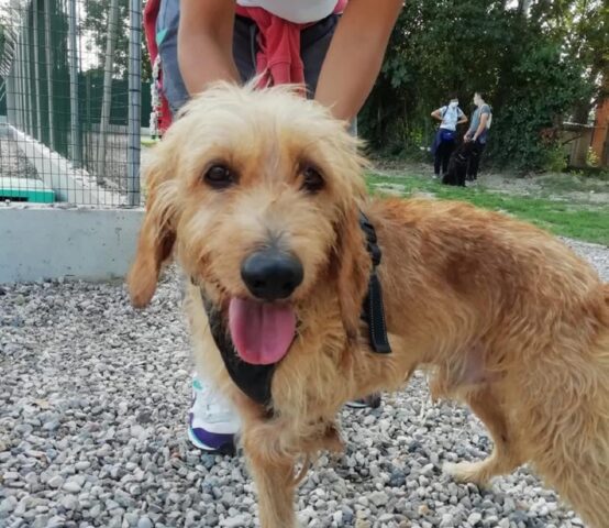 Birillo: dolcissimo Segugio con una zampa piegata cerca casa