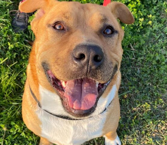 Bobby: Amstaff di 2 anni cerca un papà umano con cui giocare e divertirsi