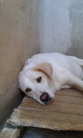 Bonnie e Clyde, dopo 5 anni di felice adozione, per i due cagnolini si sono riaperte le porte del canile