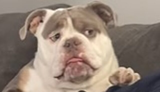 Bulldog inglese Braxton è un cane molto espressivo e ringrazia così il suo umano (VIDEO)