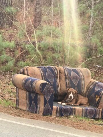 Cagnolone abbandonato il giorno di Natale: aspetta su un divano il ritorno del suo umano