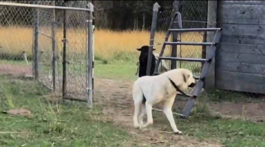 cane da pastore incontra una pecora per la prima volta