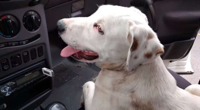 Cane randagio sale su un’auto di una coppia e non vuole più scendere