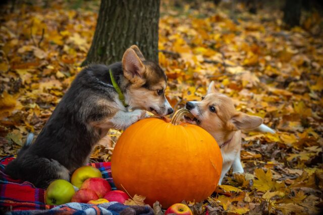 Le sorelle corgi giocano con lo stick