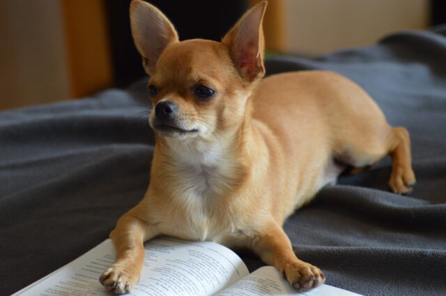 Chihuahua si appoggia alla sua mamma mentre lei suona la chitarra