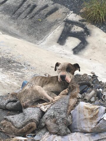 Coco, la Pitbull trovata pelle e ossa, è stata salvata giusto in tempo