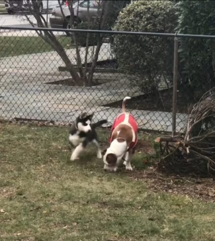 cucciolo di husky incontra due cagnolini