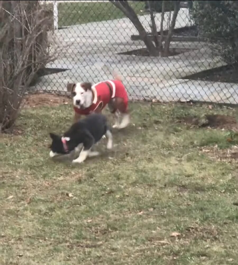 cucciolo di husky incontra due cagnolini per la prima volta