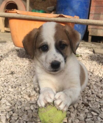 Dalì, il cucciolo amante di coccole è alla ricerca di una famiglia