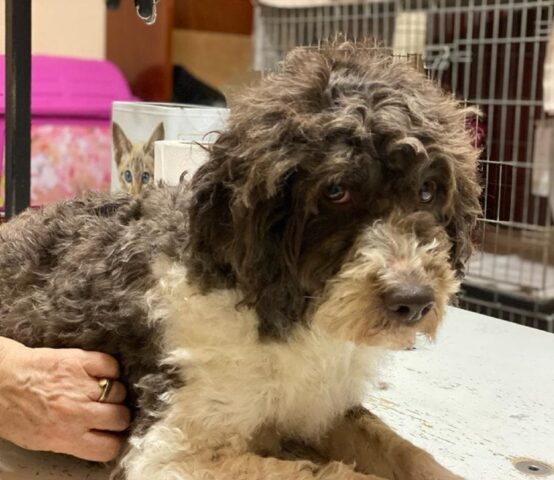 Dedra: piccola Lagotto Romagnolo desidera una nuova famiglia