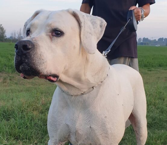 Diego: bellissimo Dogo Argentino cerca adozione come figlio unico