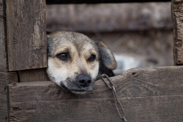 Cagnolina salvata da una vita in catena