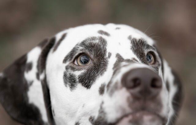 Un cane malato con la scritta Kill sul fianco sopravvive e trova una casa per sempre