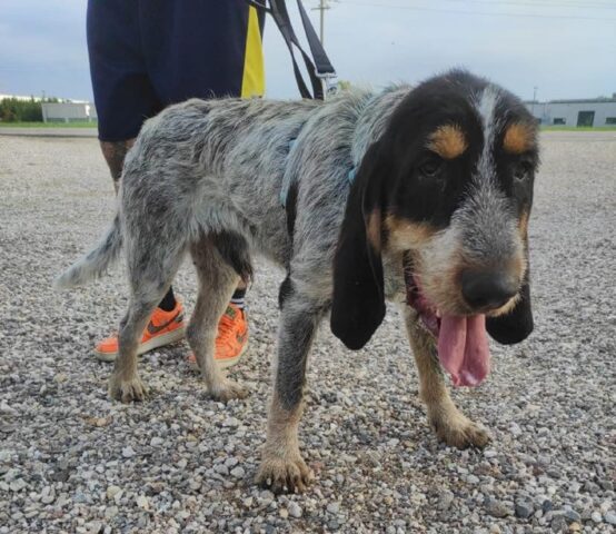 Giobbe: dolcissimo Griffon Blue de Gascogne cerca casa