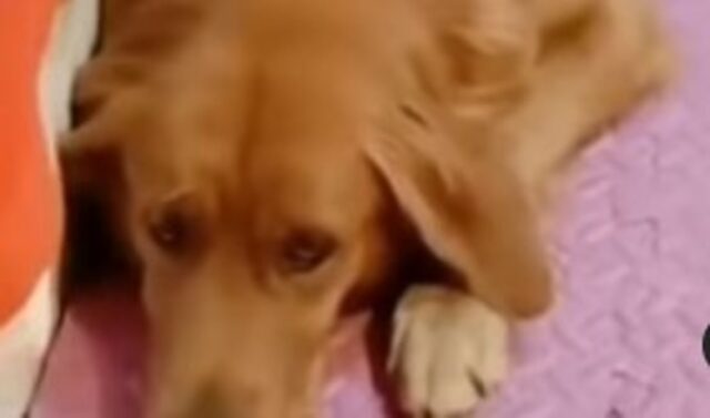 Golden Retriever aiuta la sorellina a mettersi a letto (VIDEO)