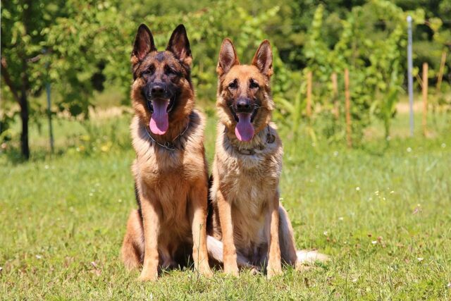 I tre cani assaggiano cibo per umani