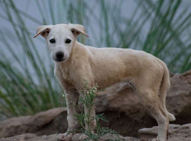 La vita della cagnolina cambia radicalmente grazie ad un gesto gentile