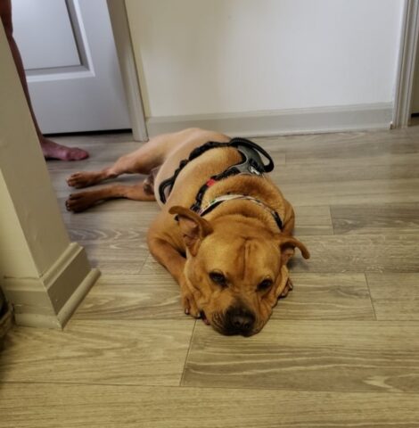 Hendrix, il cane che aspetta da mesi di essere adottato