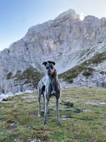 Holly, la Levriero usata come cane da corsa, ora cammina insieme al suo nuovo umano