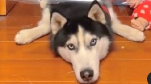 Husky insegna alla sorellina umana come riuscire ad oltrepassare un ostacolo (VIDEO)