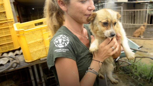 Jennie, la cagnolina salvata in tempo dal macello, ha una nuova vita