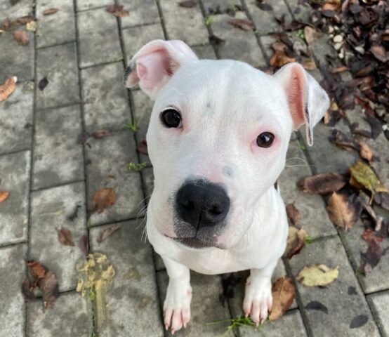 Jolie: Amstaff di 5 mesi cerca una famiglia dinamica e paziente