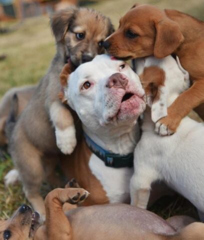 Kilo, il cagnolone che ha aiutato la sua umana a crescere circa 200 cuccioli