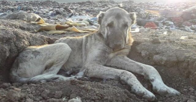 Kratos, il cane che grazie al suo sguardo triste ha cambiato la sua vita