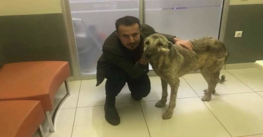 soccorritore con cane salvato in una discarica