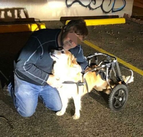 Ladro ruba un camion, ma trova un cane disabile dentro e lo abbandona