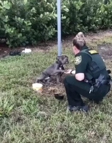 Liam, il cane legato ad un palo che ha chiesto aiuto alla Polizia