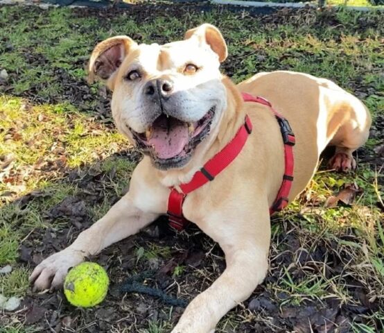 Mamma Pit: bella e buffa Pitbull è in attesa di un’adozione per sempre