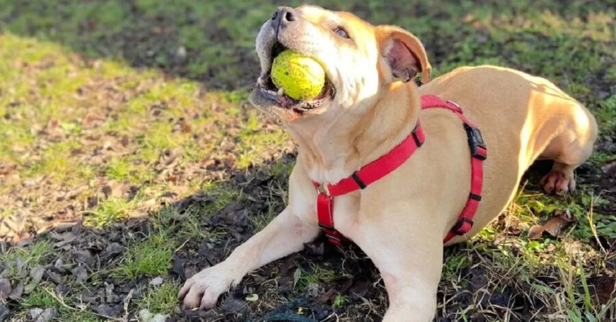 Mamma Pit con la palla in bocca