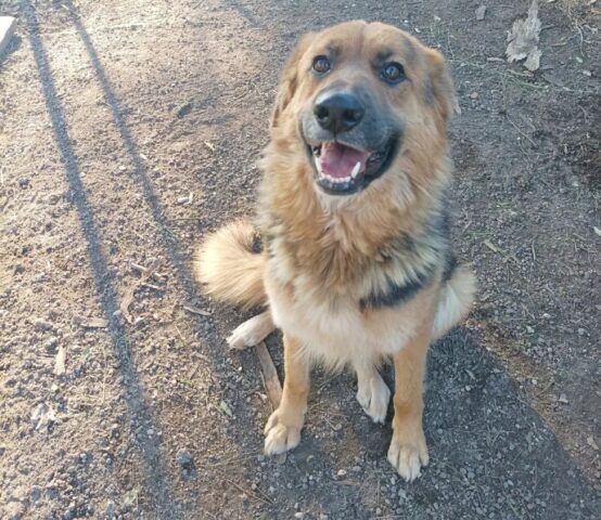 Memole: docile Pastore Tedesco è in cerca di una casa, adottiamola il prima possibile