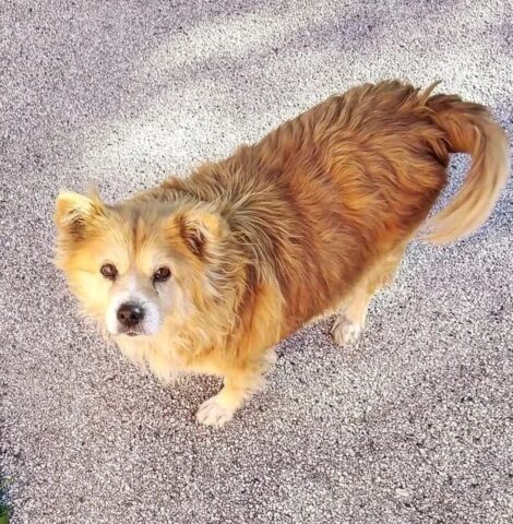 Momi, la cagnolina mascotte dell’ambulatorio veterinario, è volata sul ponte