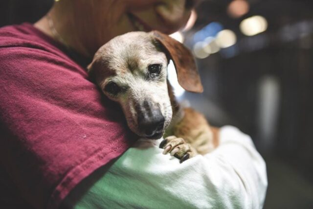 Muneca, la cagnolina di 18 anni che è stata lasciata in un rifugio