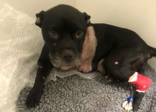 Nelly, la cagnolona maltrattata bacia i soccorritori appena li vede