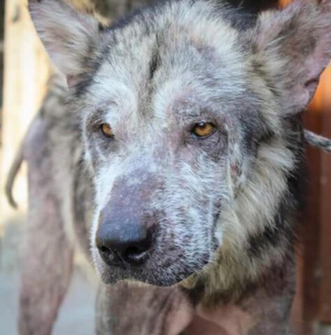 Odino, il cagnolone che si è completamente trasformato