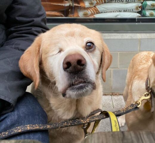 Oliver, il cane che lotta ogni giorno contro i pregiudizi