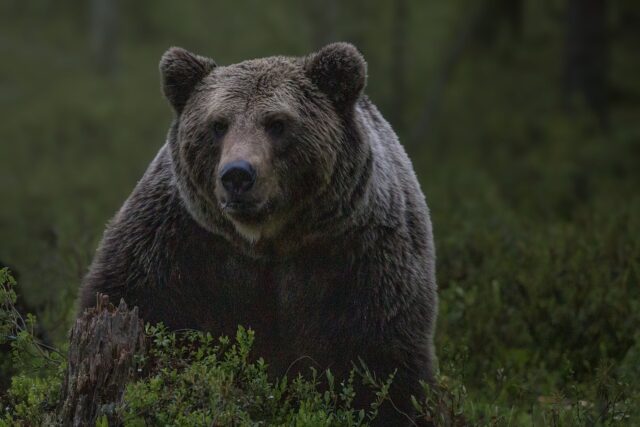 Cagnolina salva la sua famiglia da un orso