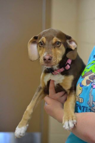 Peanut, la cagnolina che ha salvato la vita di un bimbo di 3 anni