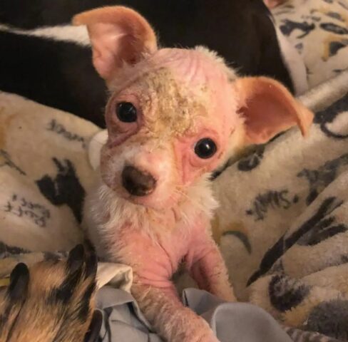 Pippa, la cagnolina trovata in condizioni orribili, si è trasformata