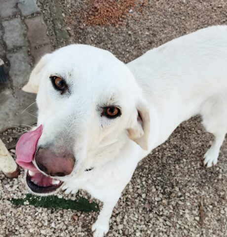 Piuma, la cagnolina recuperata dalla strada cerca una famiglia in cui vivere felice