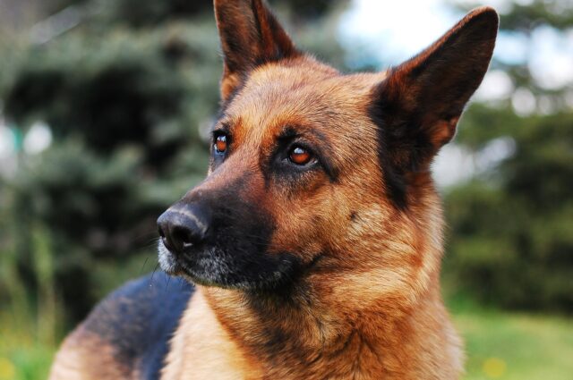 Arezzo: il cane Otto fugge per la paura dei botti di capodanno e viene recuperato dalla polizia
