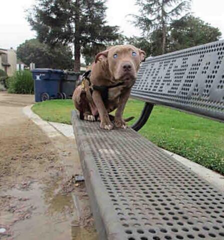 cane sulla panchina