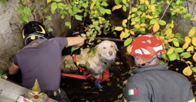 Verona: i pompieri salvano Puffo, un Golden Retriever caduto in una vasca di contenimento