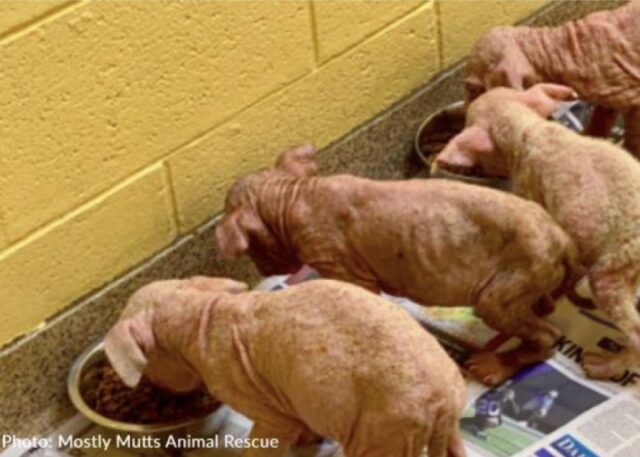 Cuccioli denutriti e malati salvati giusto in tempo