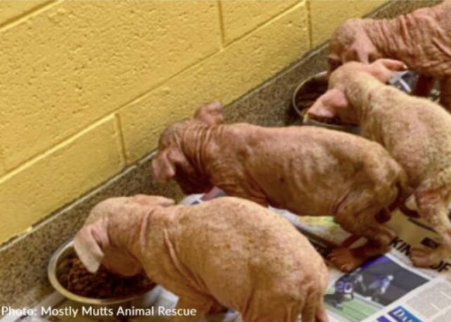 Cuccioli denutriti e malati salvati giusto in tempo