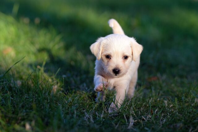 Il cucciolo viene lasciato sotto la pioggia a due settimane di vita: la storia